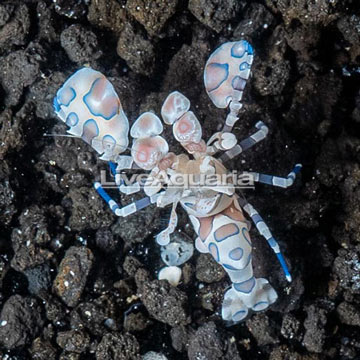 Harlequin Shrimp, Male