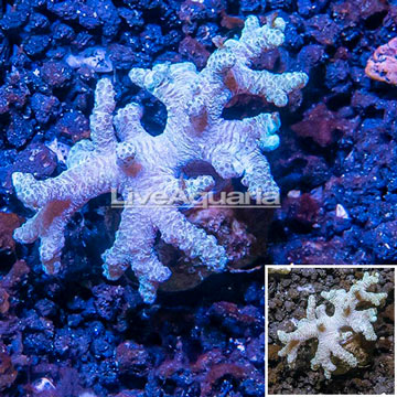 Sinularia Leather Coral Vietnam