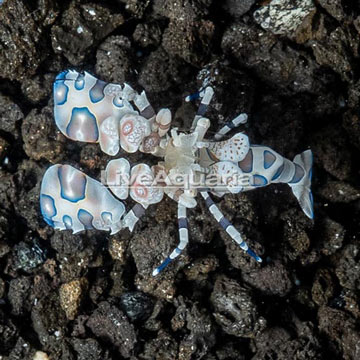  Harlequin Shrimp 