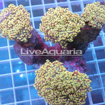 Branching Orange Frogspawn Coral Solomon