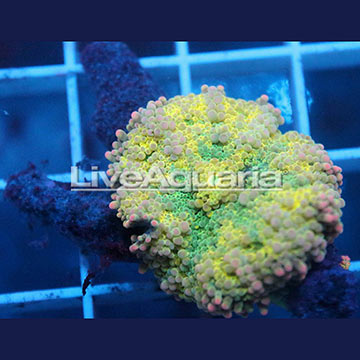 Ricordea Mushroom Coral Solomon