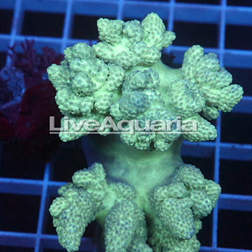Pineapple Tree Coral Solomon