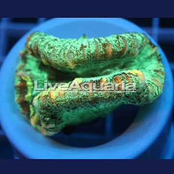 Open Brain Coral Solomon