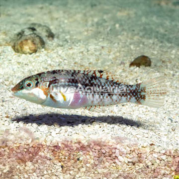 Nebulosus Wrasse