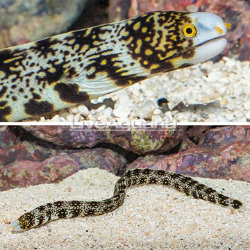 Snowflake Eel 