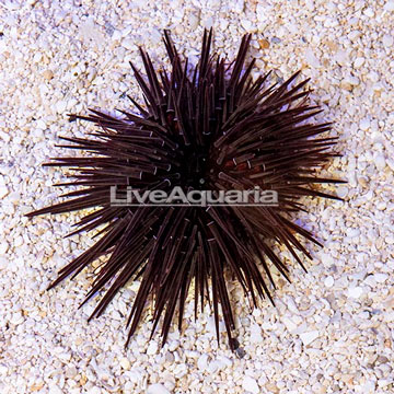 Rock Boring Urchin