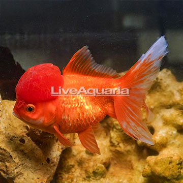 Orange Oranda Goldfish