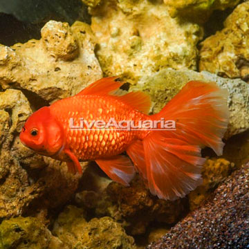 Orange Oranda Goldfish