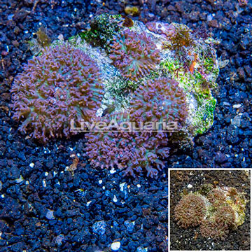 Mushroom Coral Fiji