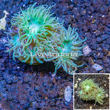 LiveAquaria® Cultured Duncan Coral  