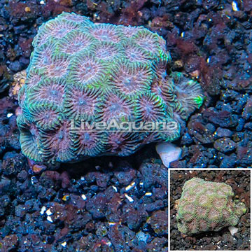 LiveAquaria® Cultured Goniastrea Brain Coral 