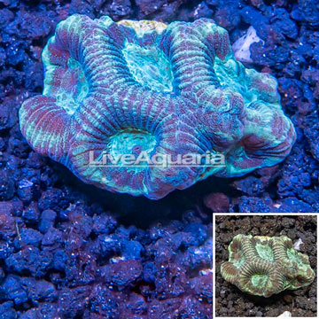 LiveAquaria® Cultured Goniastrea Brain Coral 