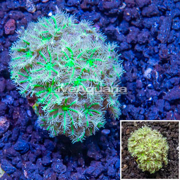 LiveAquaria® Cultured Palm Tree Coral