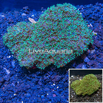  Blue Sympodium Coral Indoonesia 