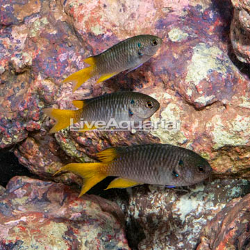 Coral Demoiselle, Trio