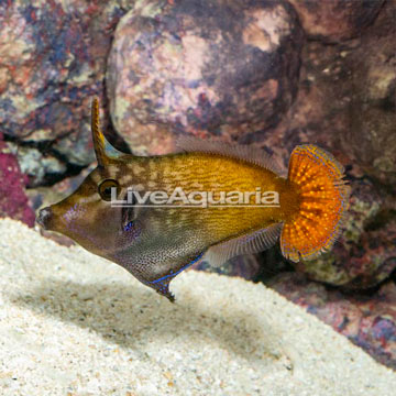 Blackbar Filefish