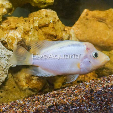 Red Devil Cichlid