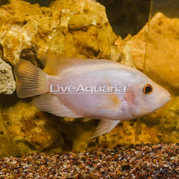 Red Devil Cichlid