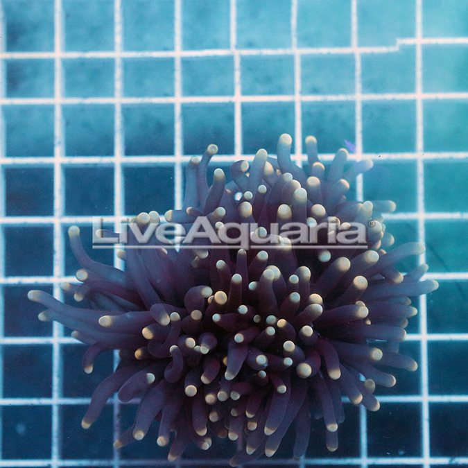 Cream Tip Torch Coral Solomon