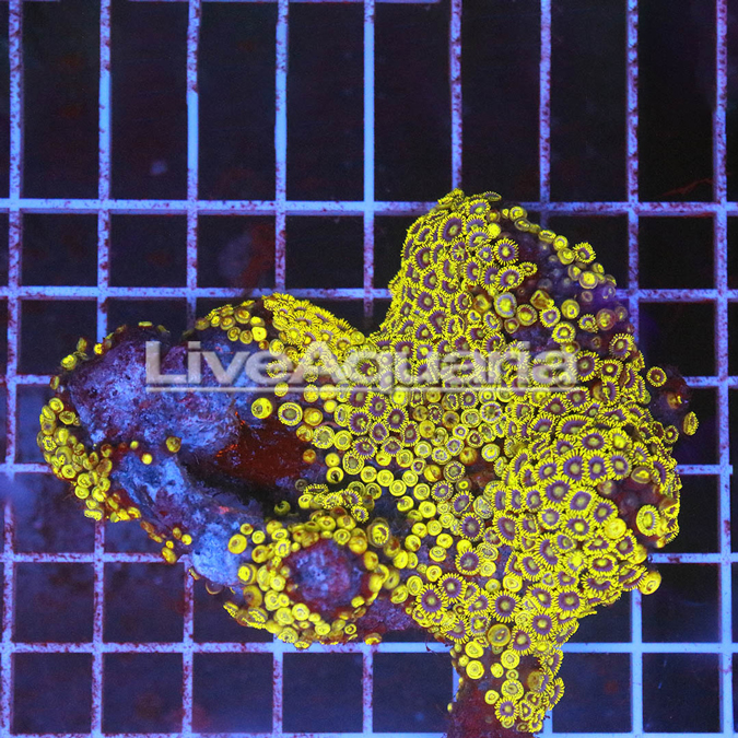 Zoanthus Coral Solomon