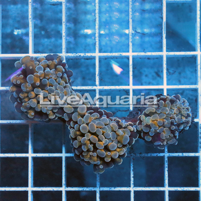 Orange Frogspawn Coral Solomon