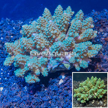 Acropora Coral Fiji