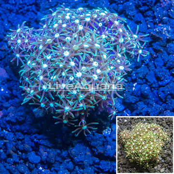 Starburst Polyps Indonesia