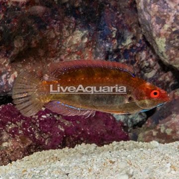 Temminick Wrasse 