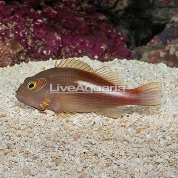 Arc-Eye Hawkfish 