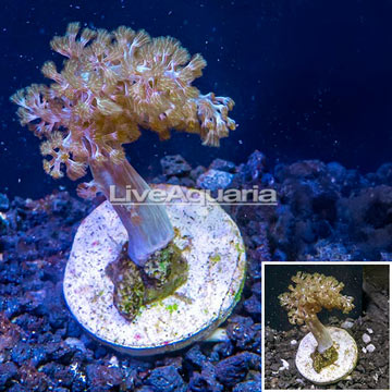 LiveAquaria® Cultured Pineapple Tree Coral 