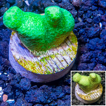 LiveAquaria® Cultured Stylophora Coral