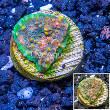 LiveAquaria® Cultured Ultra Chalice Coral