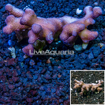 Stylophora Coral Australia