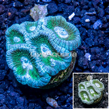 LiveAquaria® Cultured Goniastrea Brain Coral 