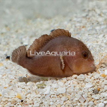 Penny Coral Croucher Goby