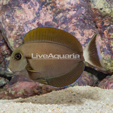 Epaulette Surgeonfish