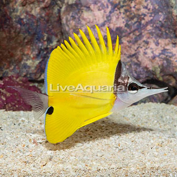 Yellow Longnose Butterflyfish [Blemish]