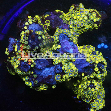 Zoanthus Coral Solomon
