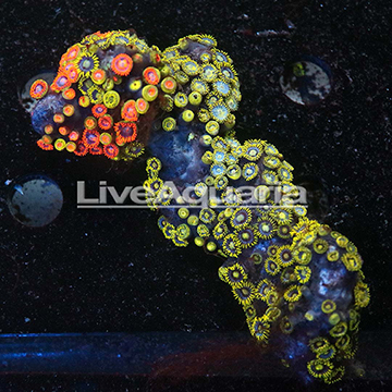 Zoanthus Coral Solomon