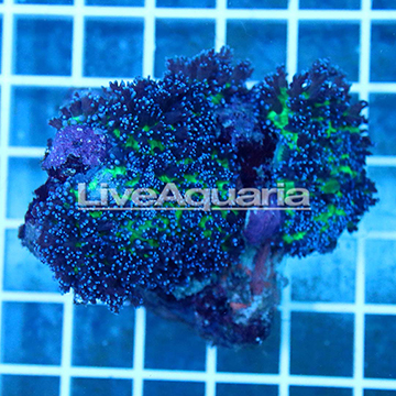 Hairy Mushroom Coral Solomon