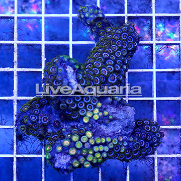 Zoanthus Coral Solomon