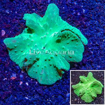 Cabbage Leather Coral Vietnam