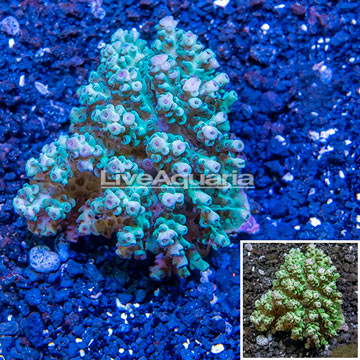 Acropora Coral FIji