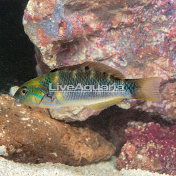 Goldbar Wrasse 