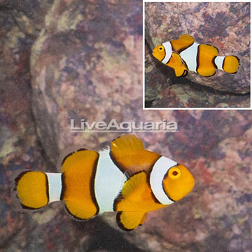 Ocellaris Clownfish