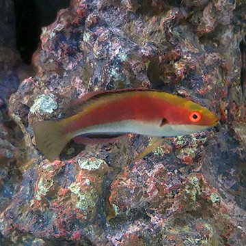 Katherine's Fairy Wrasse