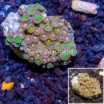 Zoanthus Coral Indonesia