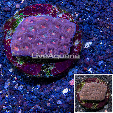 Goniastrea Brain Coral Indonesia