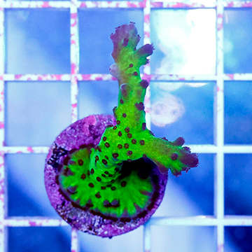 USA Cultured Ultra Acropora Coral