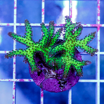 USA Cultured Birdsnest Coral